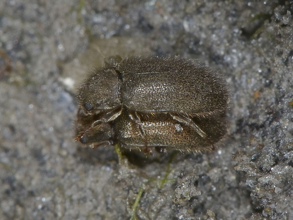 Dryops sp.  della Dora Riparia